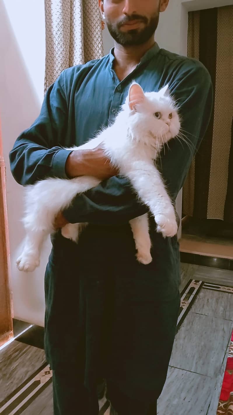 Persian female cat 3