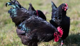 Australorp fertile guaranteed eggs 03305923386