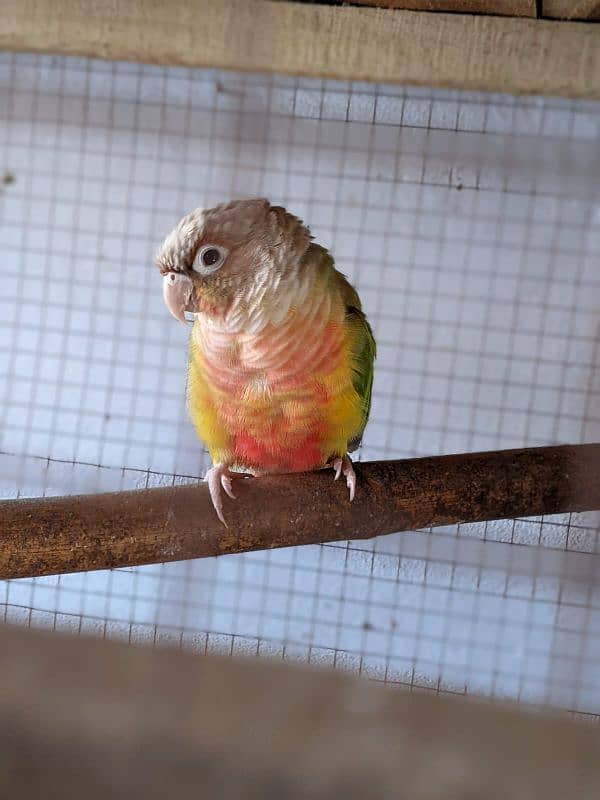 yellow saded conure 3 pair very good red factors 11