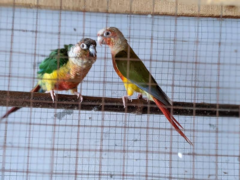 yellow saded conure 3 pair very good red factors 12