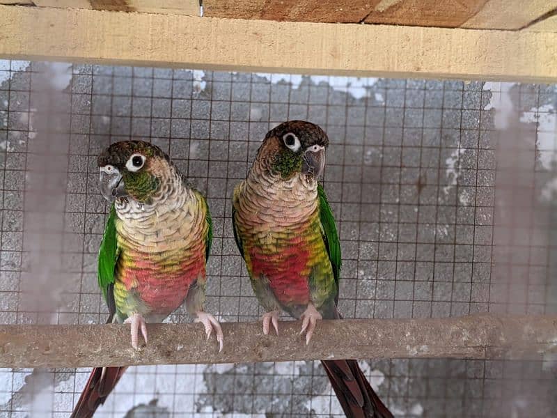 yellow saded conure 3 pair very good red factors 14