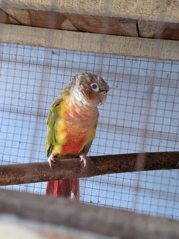 yellow saded conure 3 pair very good red factors 16