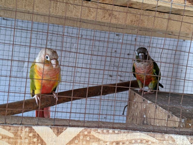 yellow saded conure 3 pair very good red factors 17