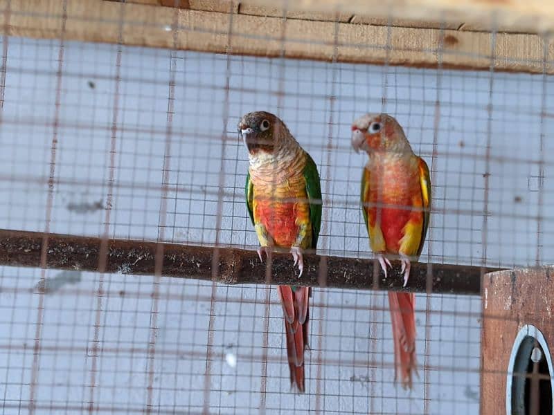 yellow saded conure 3 pair very good red factors 18