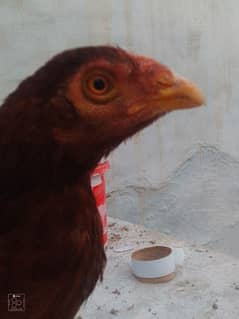 mianwali hen