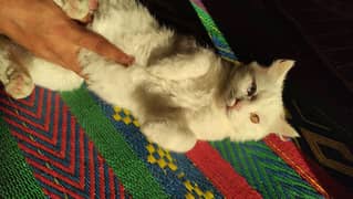 Persian cat for sale