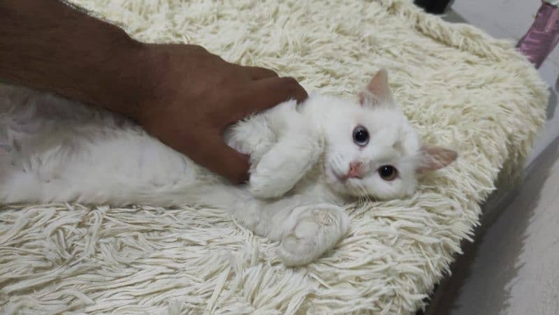 Persian cat for sale 1