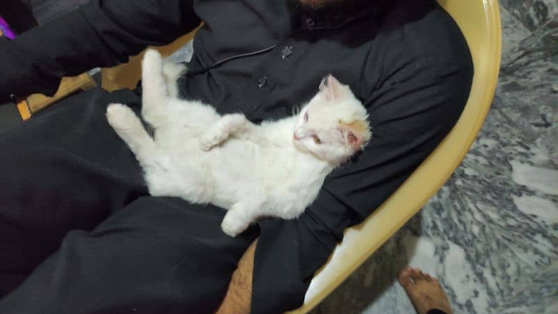 Persian cat for sale 2