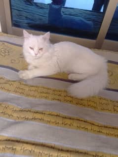 "Triple-Coated Himalayan Persian Cat for Sale – Luxurious and Loving!"