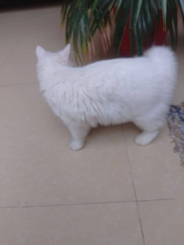 "Triple-Coated Himalayan Persian Cat for Sale – Luxurious and Loving!" 4