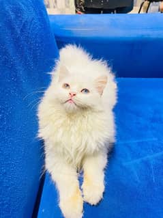 white cat