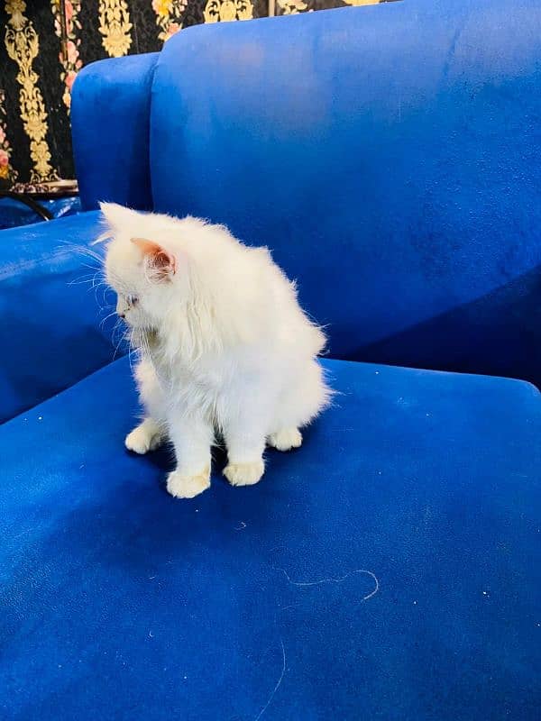 white cat 3