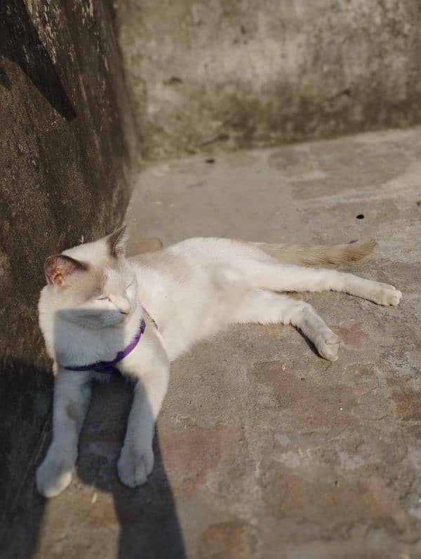 female Persian cat 1