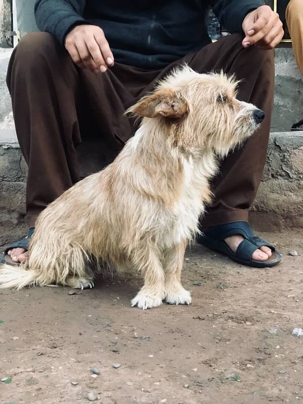 yellowish puppy for sale 3