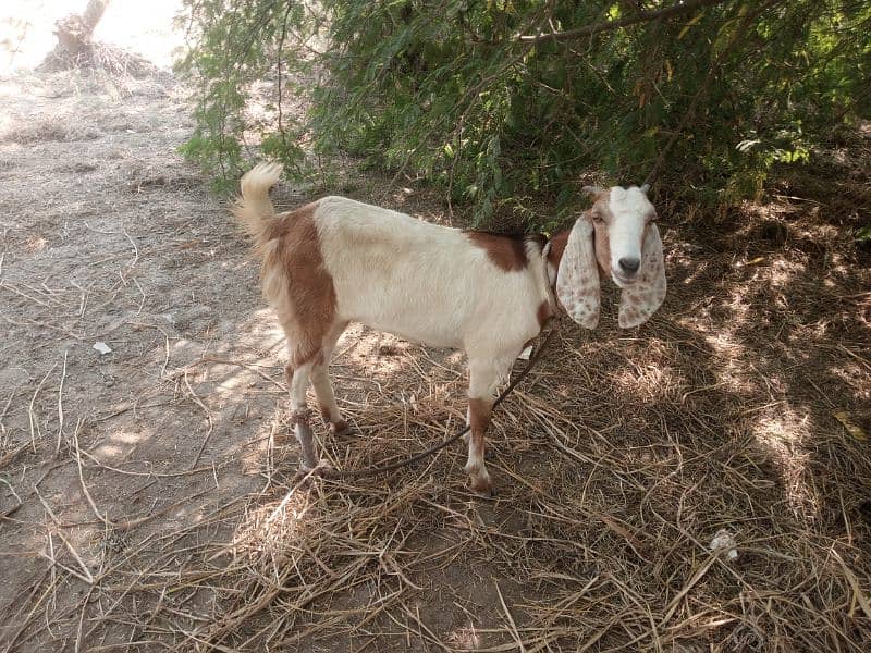 10 bakre bakriyan mix for sale 10