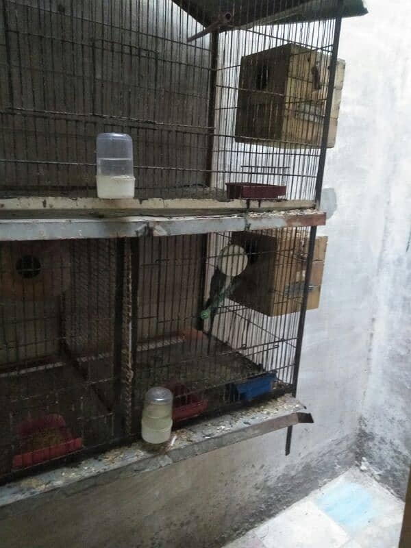 cage for sale 2