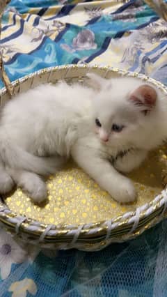 persian cat