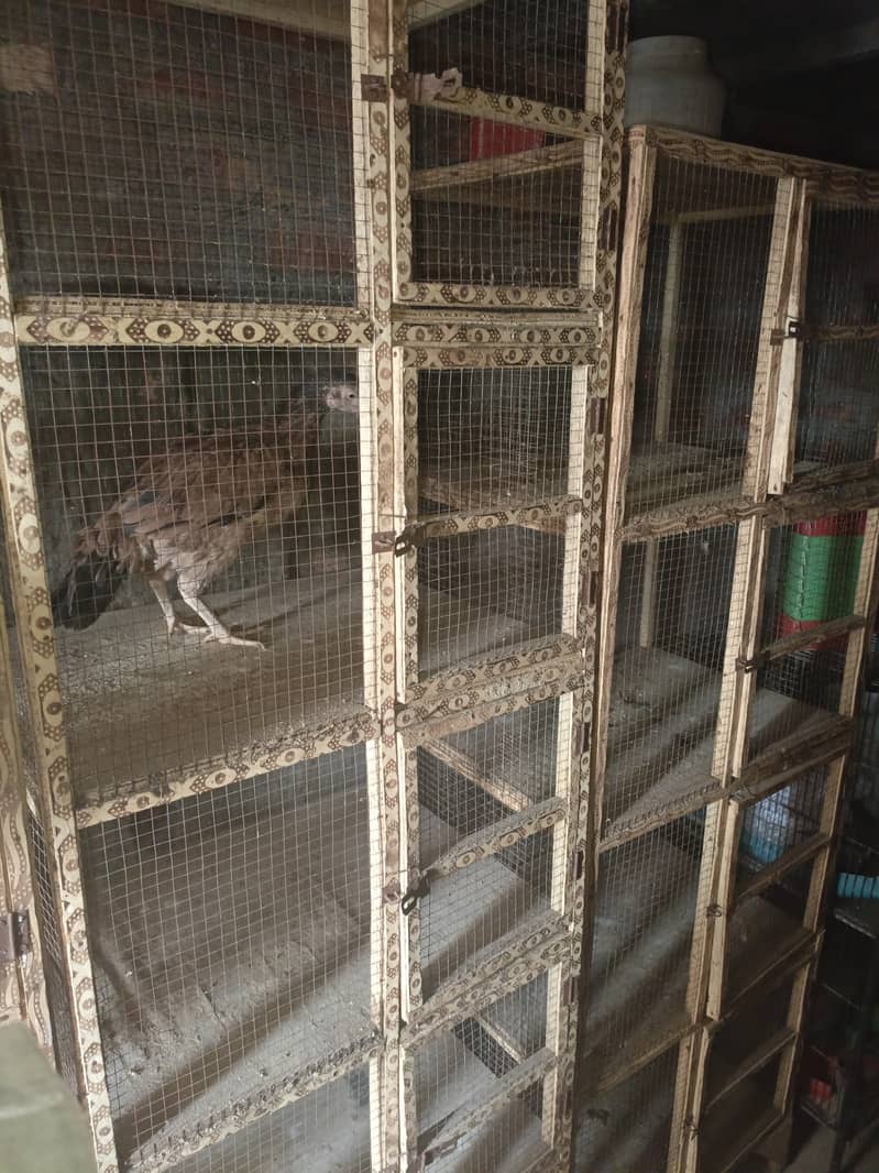 wodden cages for sell 2