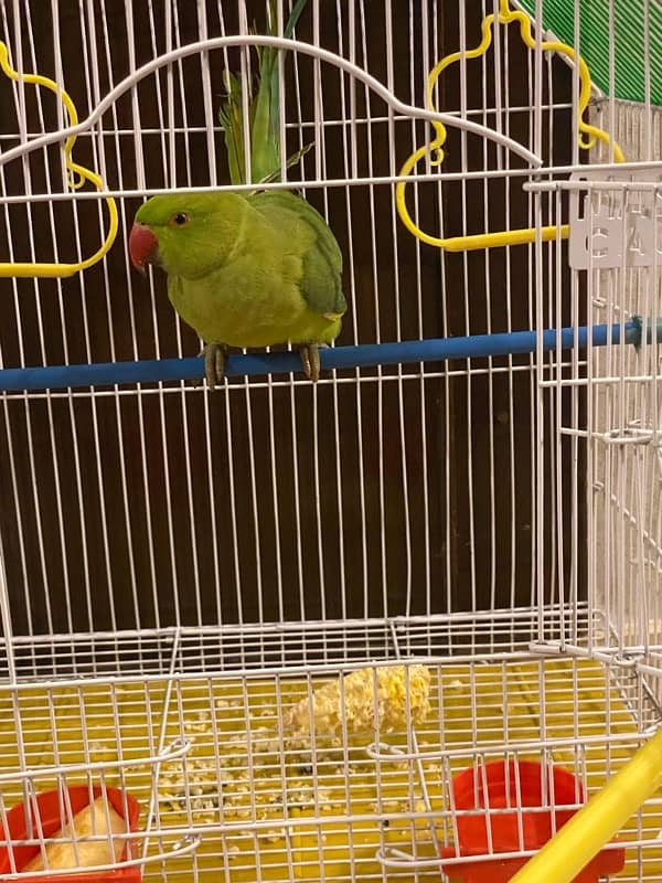 Green parrot for sale 0