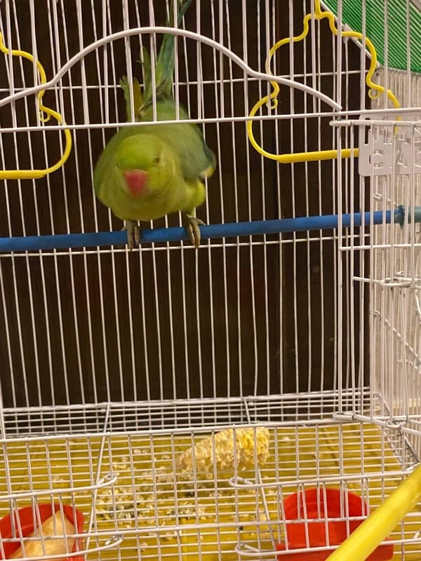 Green parrot for sale 1