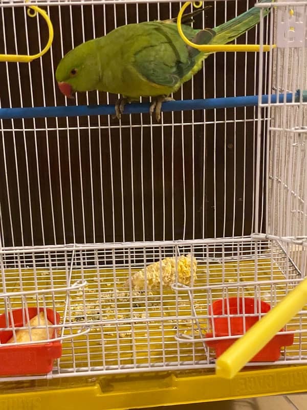 Green parrot for sale 2