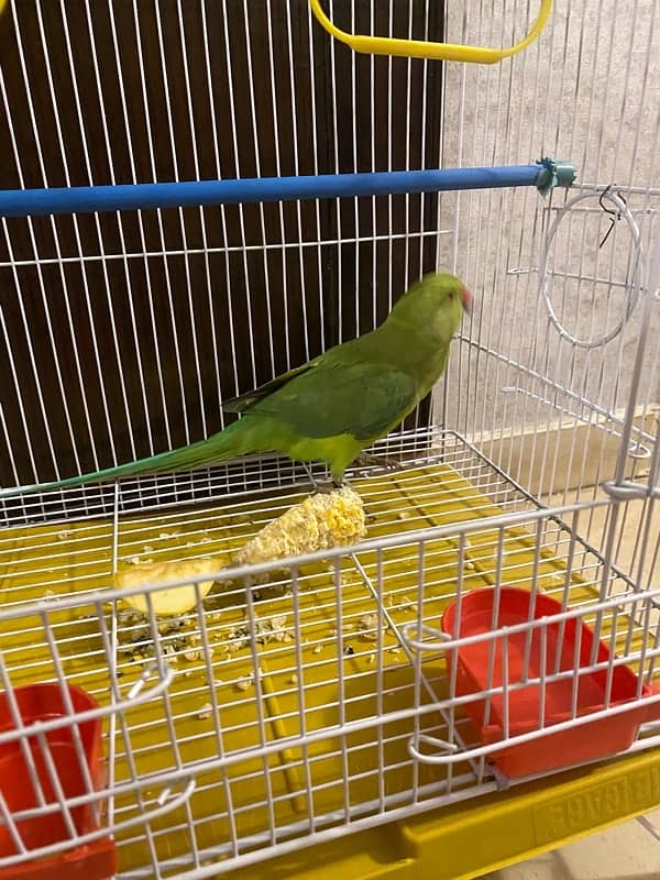 Green parrot for sale 3