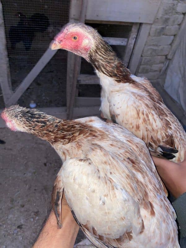 2 Aseel Hens 0