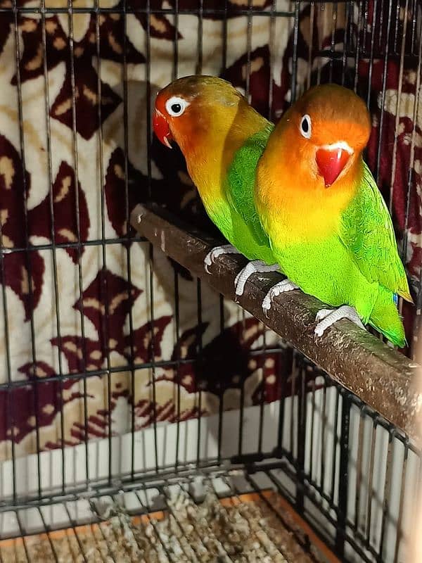 Lovebirds greenfisher pair for sale 0