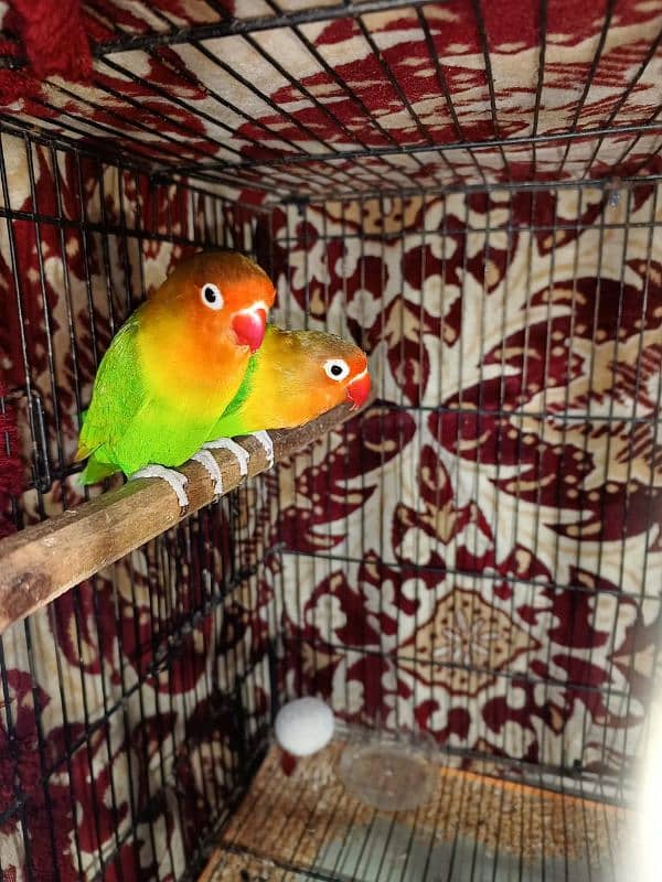 Lovebirds greenfisher pair for sale 1