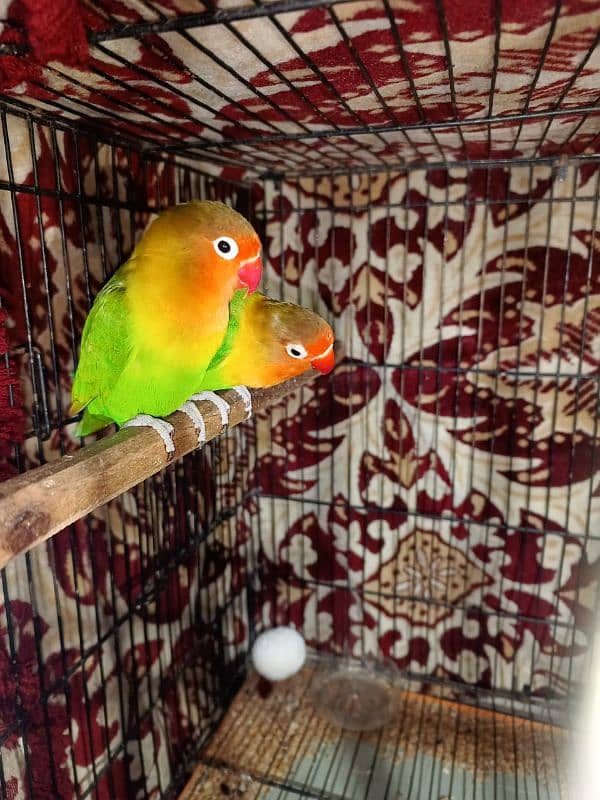 Lovebirds greenfisher pair for sale 3