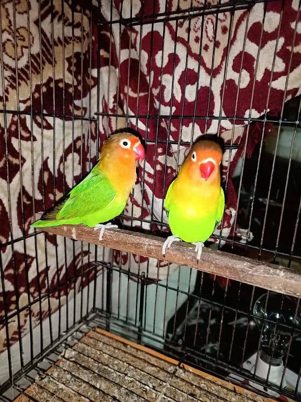 Lovebirds greenfisher pair for sale 4