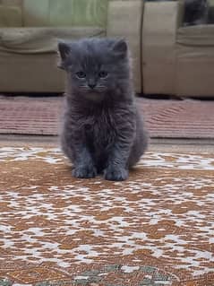 beautiful  smoke color kittens