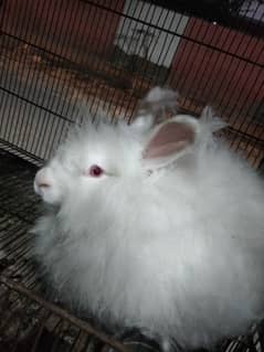 Angura Rabbit