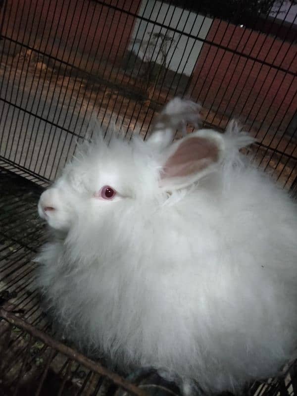 Angura Rabbit 0