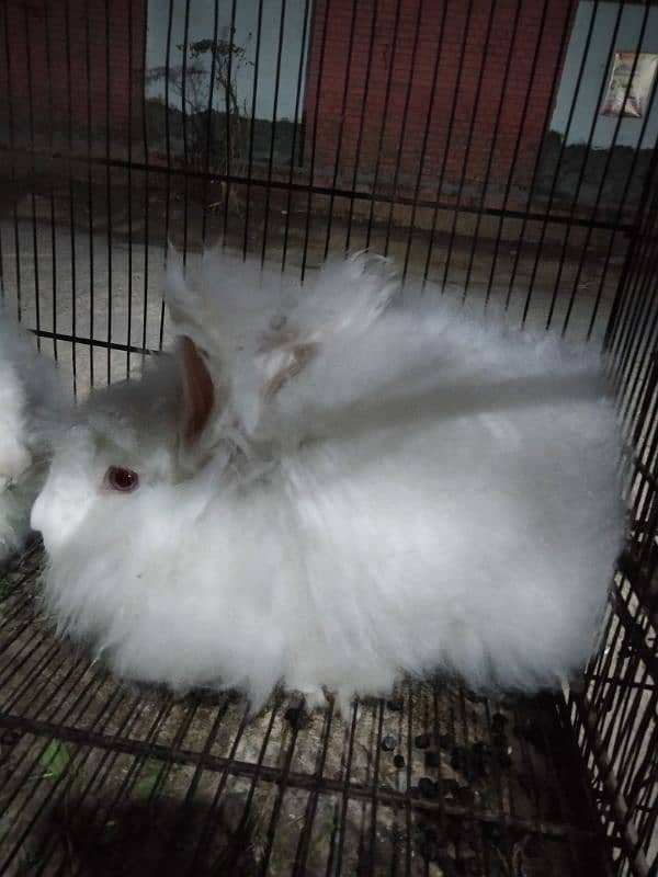 Angura Rabbit 1