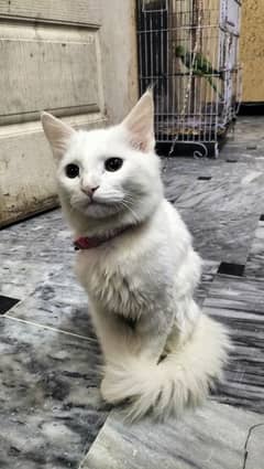 Persian pure cat white brown eyes for sale