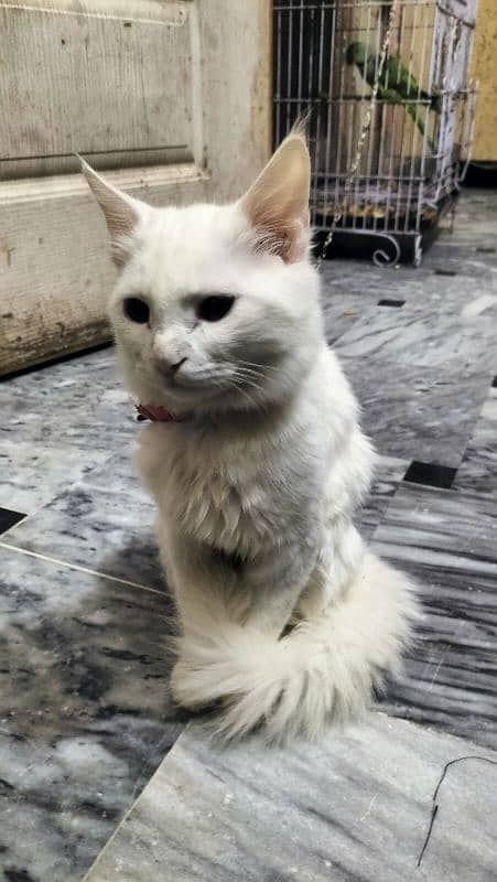 Persian pure cat white brown eyes for sale 1