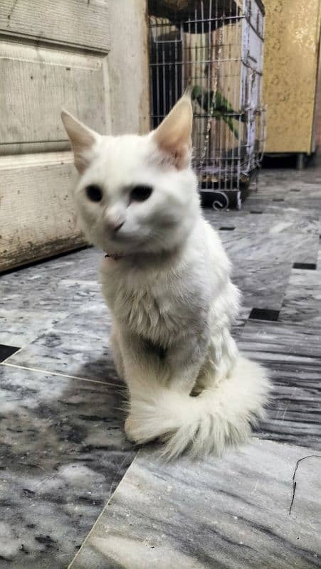 Persian pure cat white brown eyes for sale 4