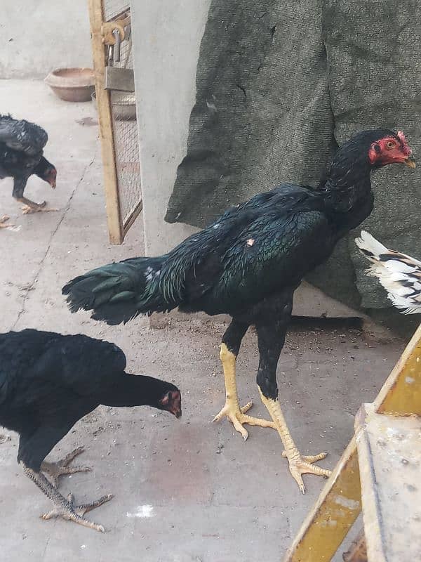 6 months old 1 pure german shamo rooster and 5 shamo hens 25000 each 0