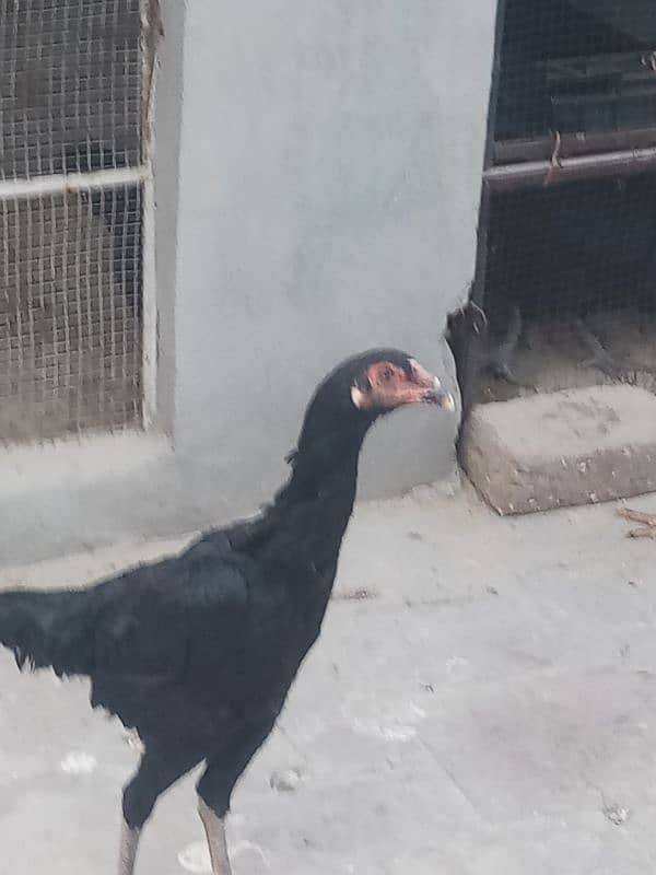 6 months old 1 pure german shamo rooster and 5 shamo hens 25000 each 1