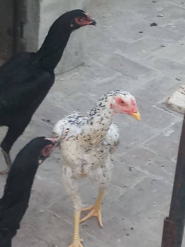 6 months old 1 pure german shamo rooster and 5 shamo hens 25000 each 2