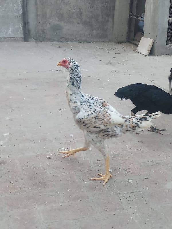 6 months old 1 pure german shamo rooster and 5 shamo hens 25000 each 3