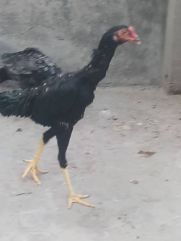 6 months old 1 pure german shamo rooster and 5 shamo hens 25000 each 4