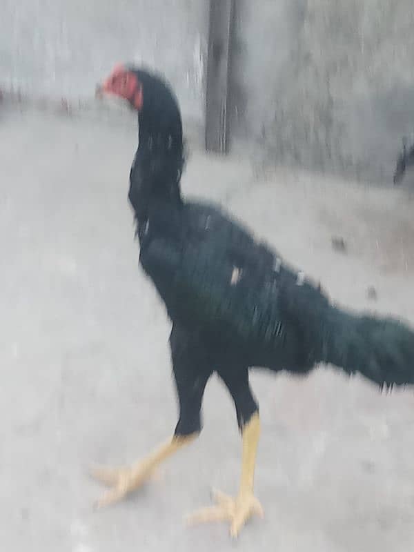 6 months old 1 pure german shamo rooster and 5 shamo hens 25000 each 5