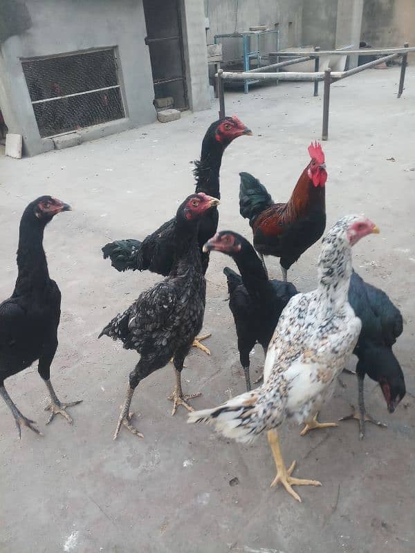 6 months old 1 pure german shamo rooster and 5 shamo hens 25000 each 6