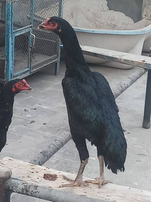 6 months old 1 pure german shamo rooster and 5 shamo hens 25000 each 7