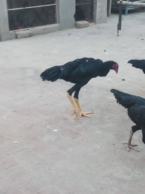 6 months old 1 pure german shamo rooster and 5 shamo hens 25000 each 8