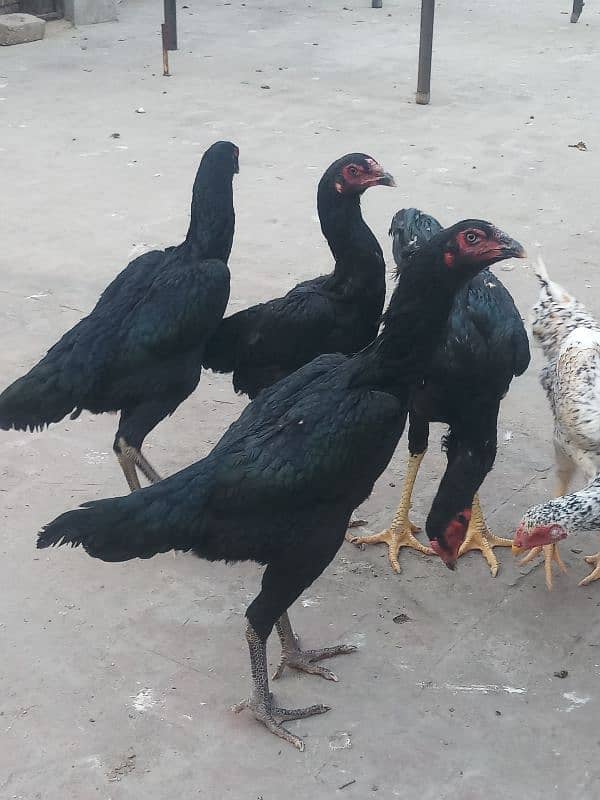 6 months old 1 pure german shamo rooster and 5 shamo hens 25000 each 10