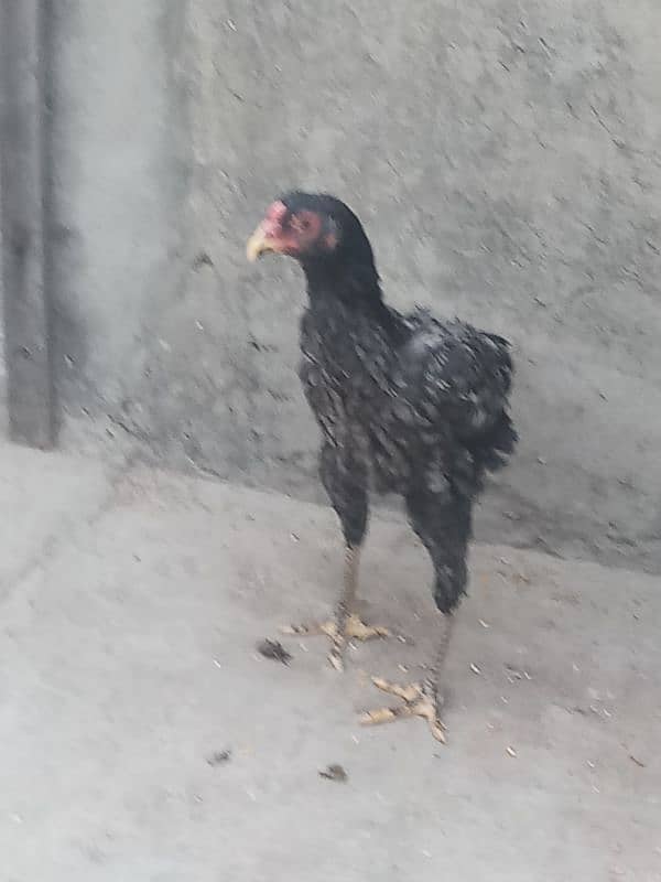 6 months old 1 pure german shamo rooster and 5 shamo hens 25000 each 11