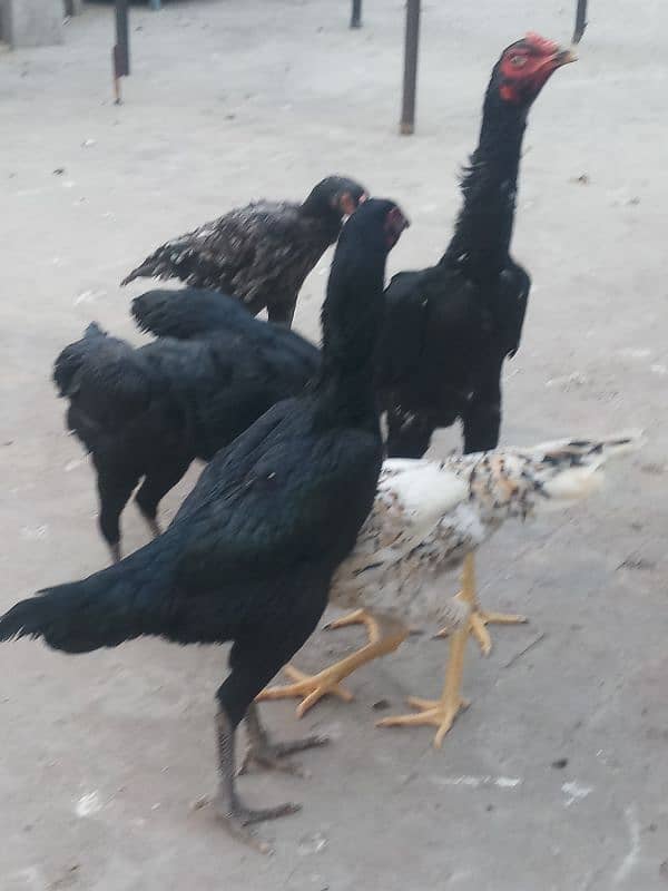 6 months old 1 pure german shamo rooster and 5 shamo hens 25000 each 12